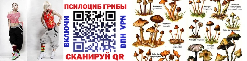 закладки  Клин  Галлюциногенные грибы мицелий 